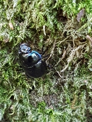Anoplotrupes stercorosus