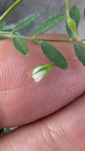 Vicia lens