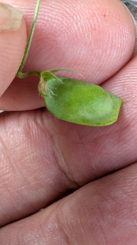 Vicia lens, photograph 1