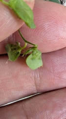 Vicia lens, photograph Piermario Maculan, CC0, iNaturalist via GBIF