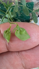 Vicia lens, photograph Piermario Maculan, CC0, iNaturalist via GBIF