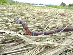 Erythrolamprus bizona
