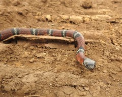 Erythrolamprus bizona