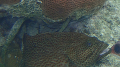 Epinephelidae