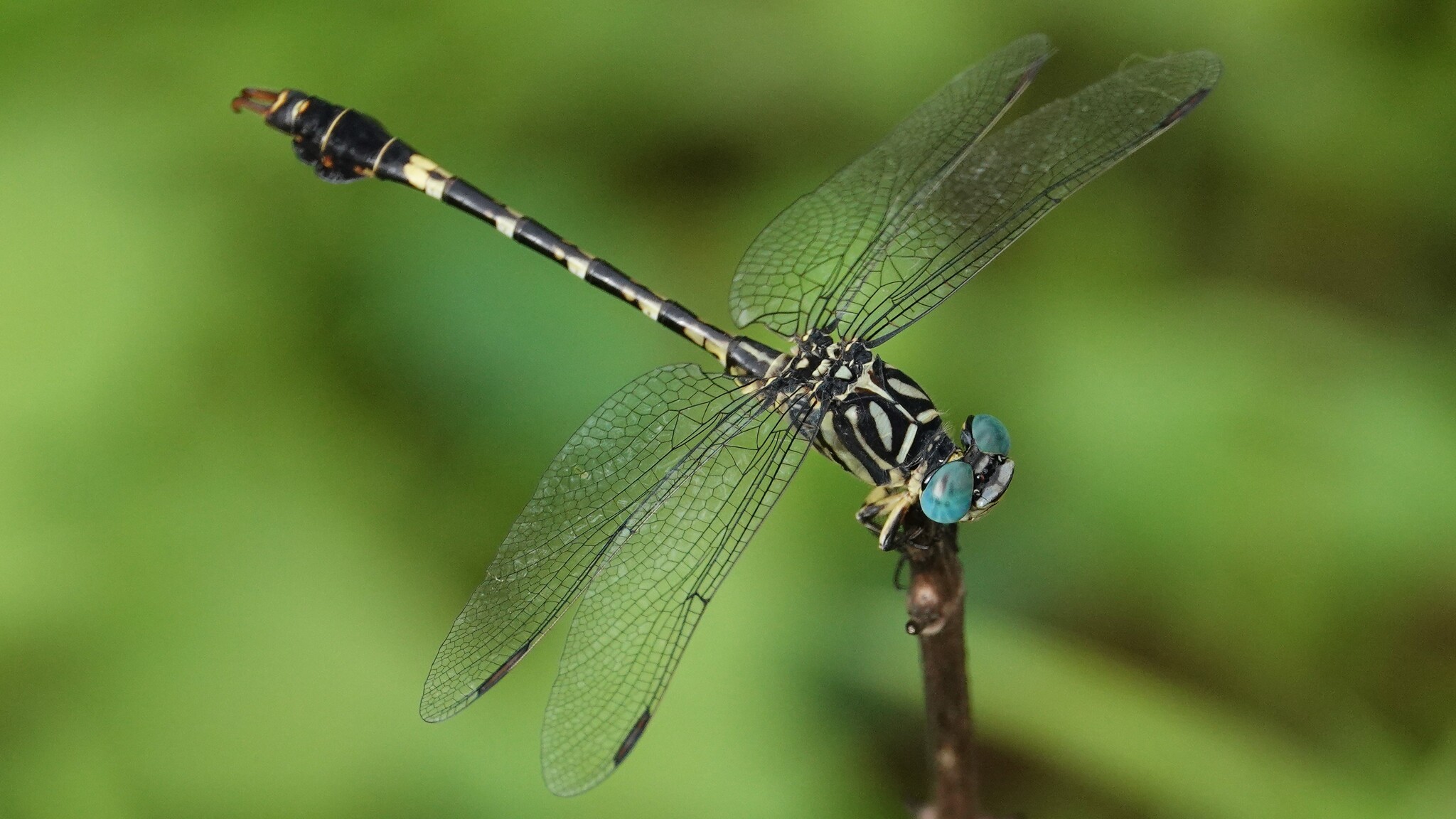 Lined Hooktail