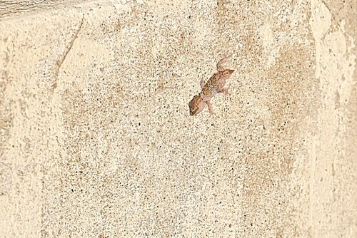 Guibé’s Ground Gecko, Paroedura guibeae