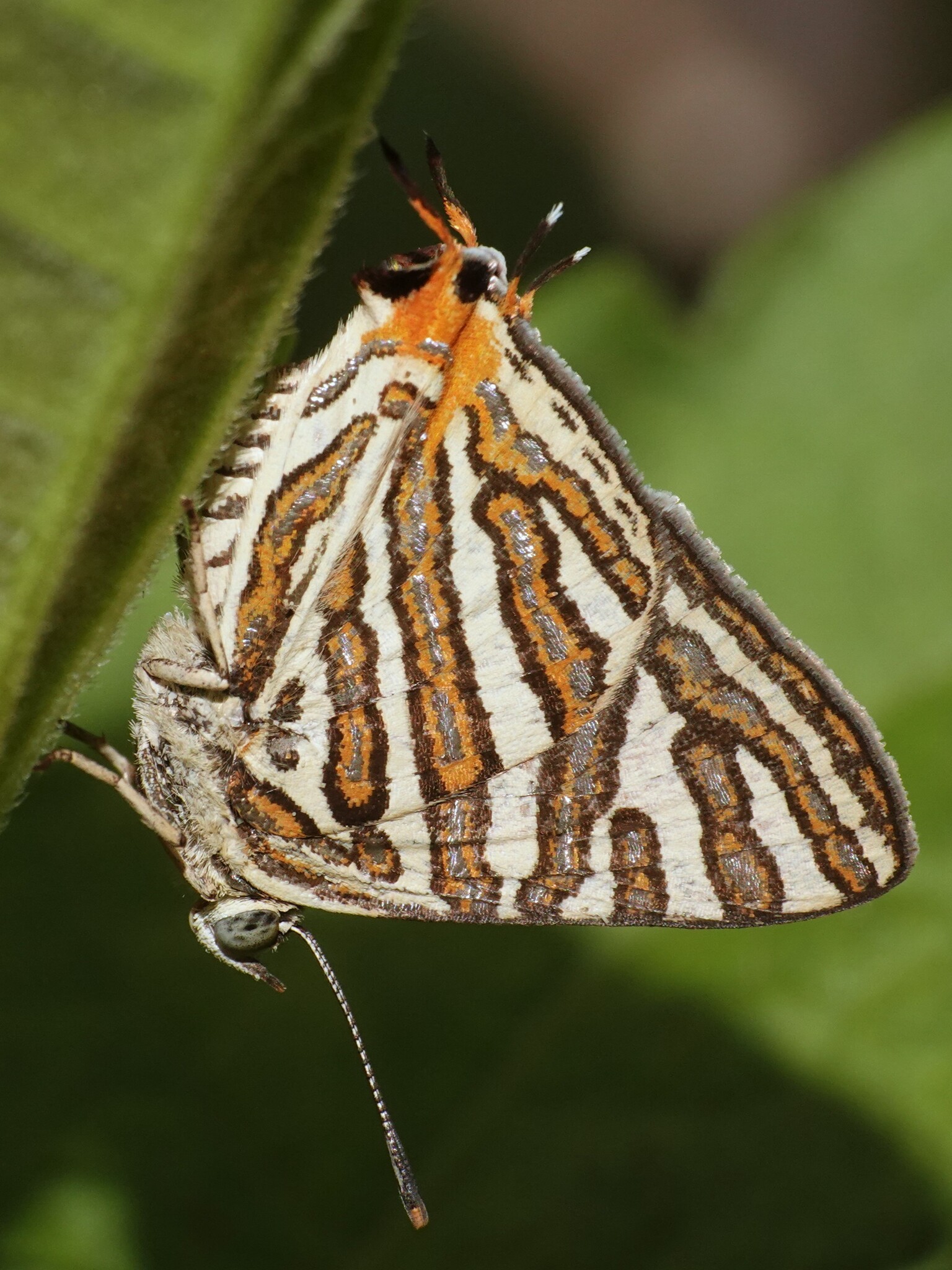 Common Silverline