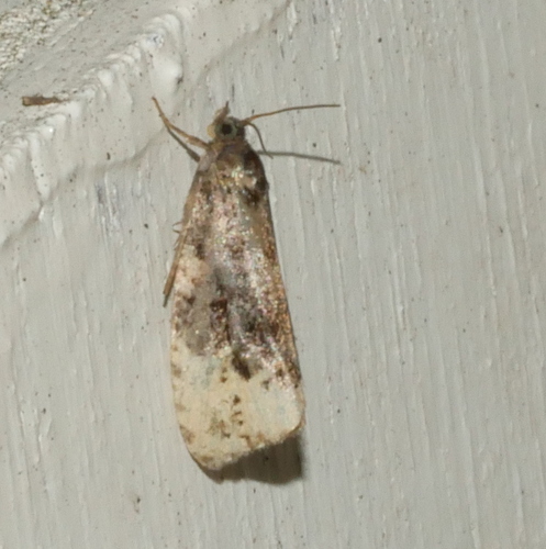 Off-white Hedya Moth, Bennekom, Nederland, photo 8 of 10