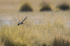 Gallinago andina