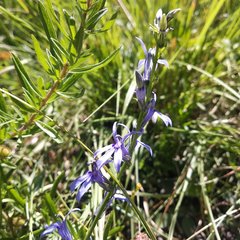 Lobelia gruina