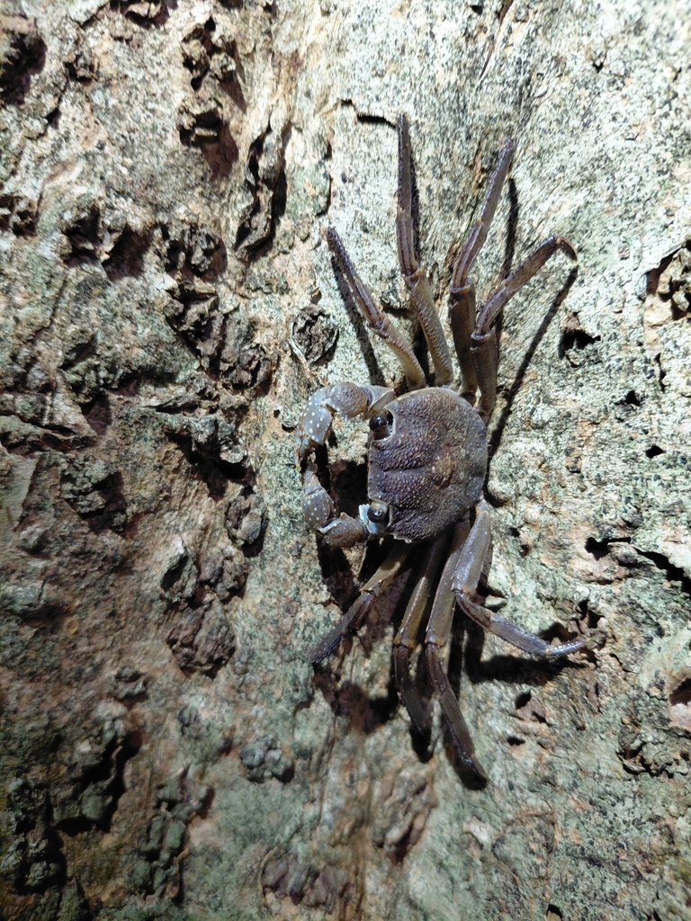 Circulium navus