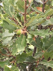 Quercus pubescens
