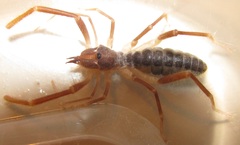 Eremobatidae