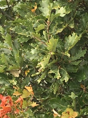 Quercus pubescens