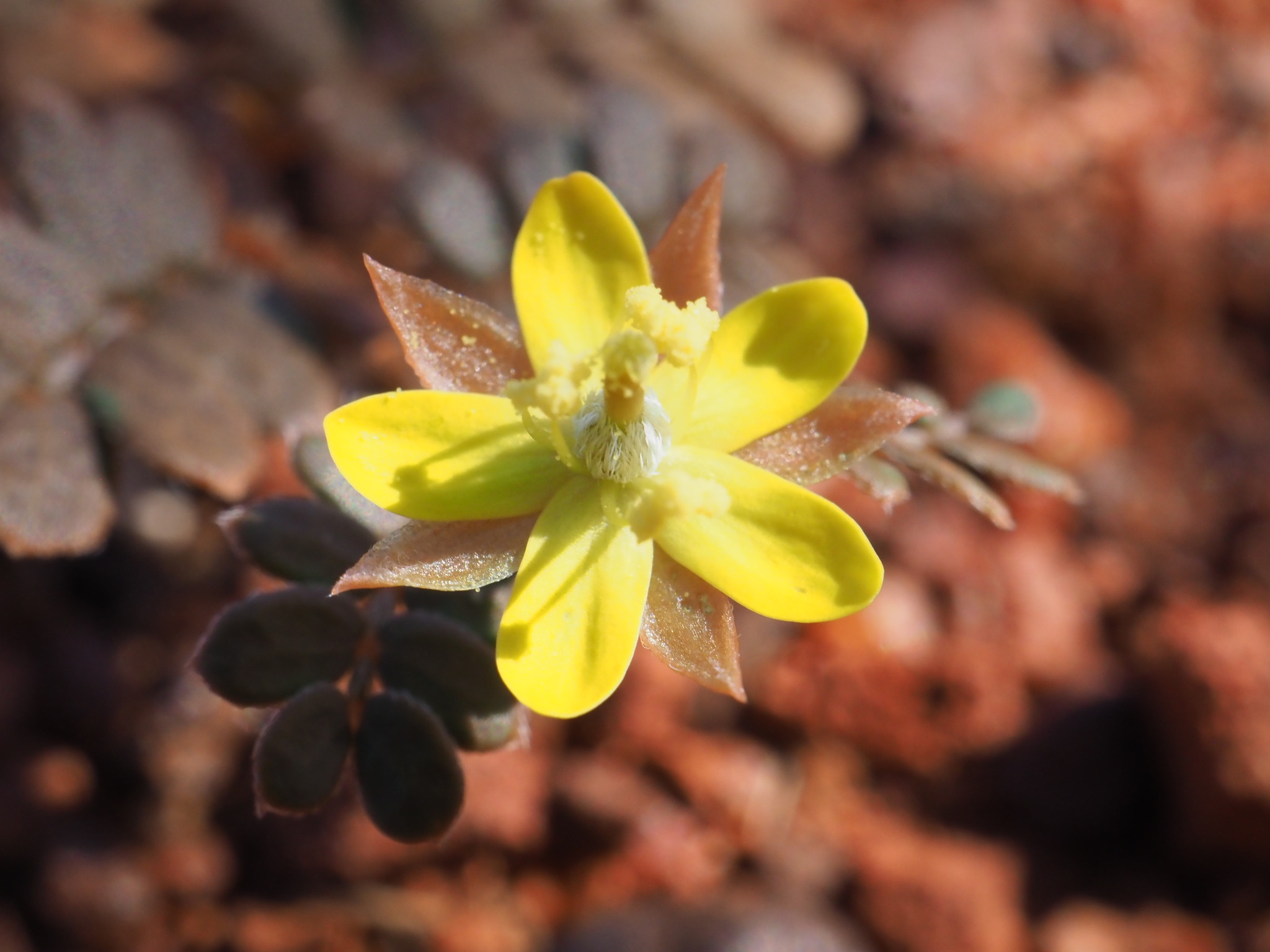 Tribulus astrocarpus