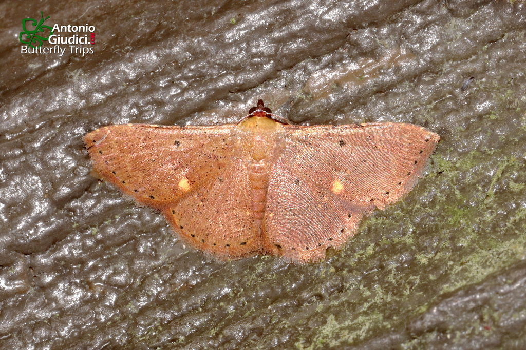 Corgatha flavipuncta