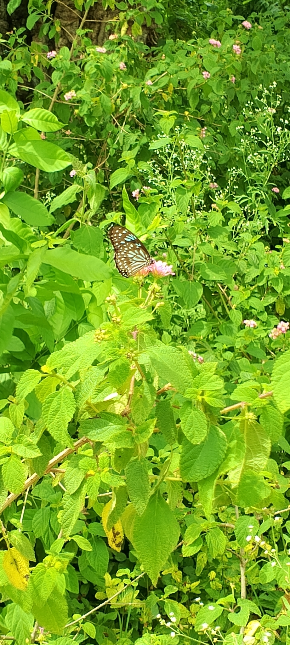 Dark Blue Tiger