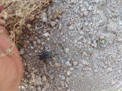 Philolithus morbillosus