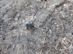 Philolithus morbillosus