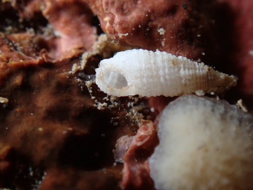 Cerithium observed 2025-06-14