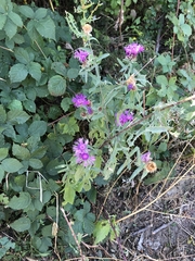 Centaurea phrygia