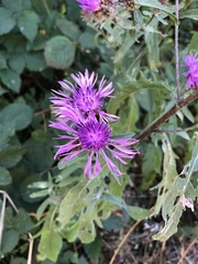 Centaurea phrygia
