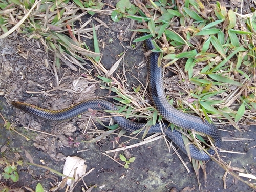 Photo of a Spotted Earth Snake (Uropeltis maculata)