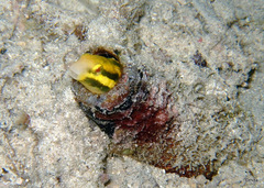 Petroscirtes breviceps