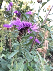 Centaurea phrygia