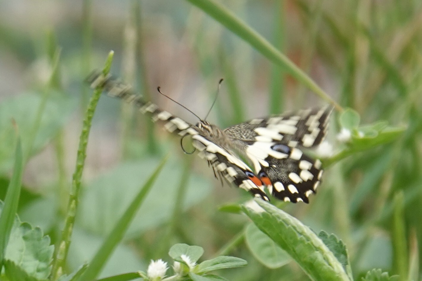 Lime Swallowtail