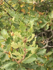 Quercus pubescens