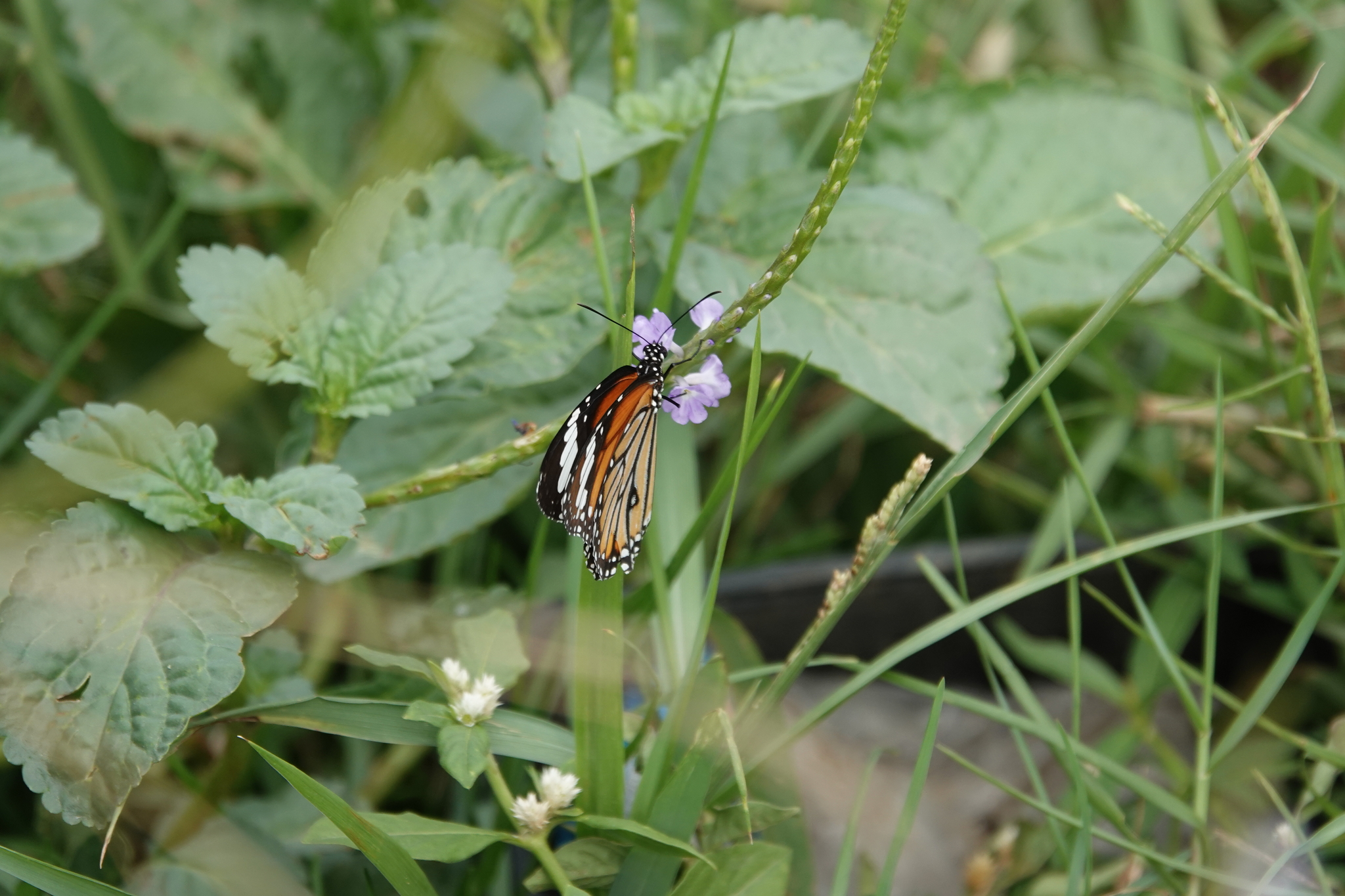 Striped Tiger