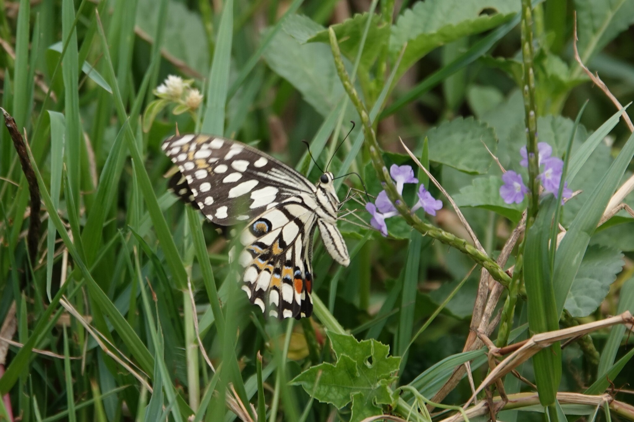 Lime Swallowtail