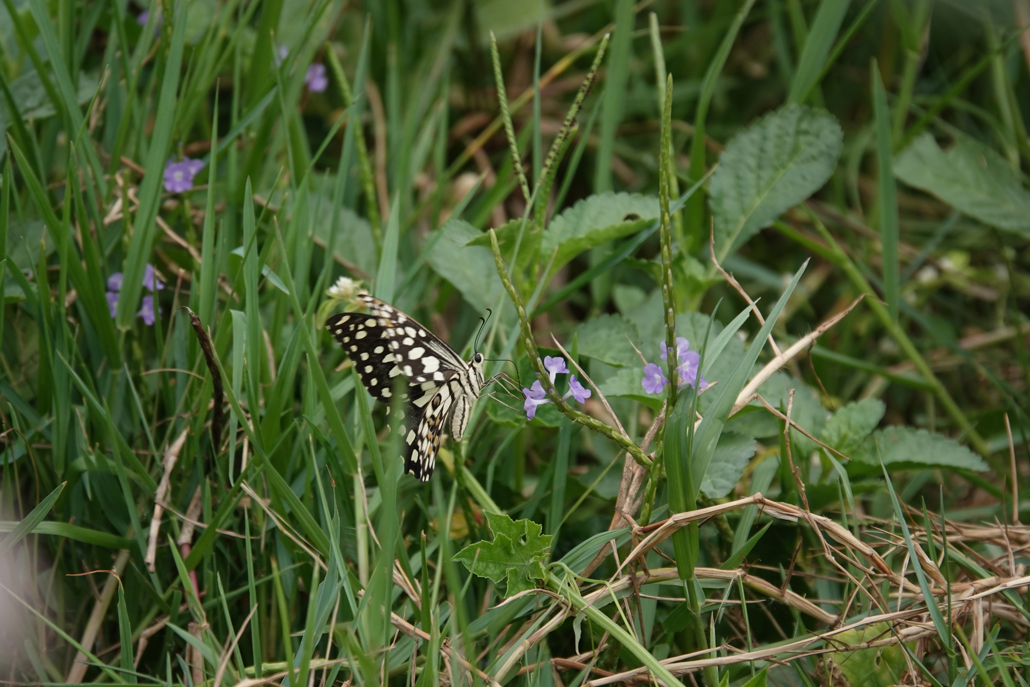 Lime Swallowtail
