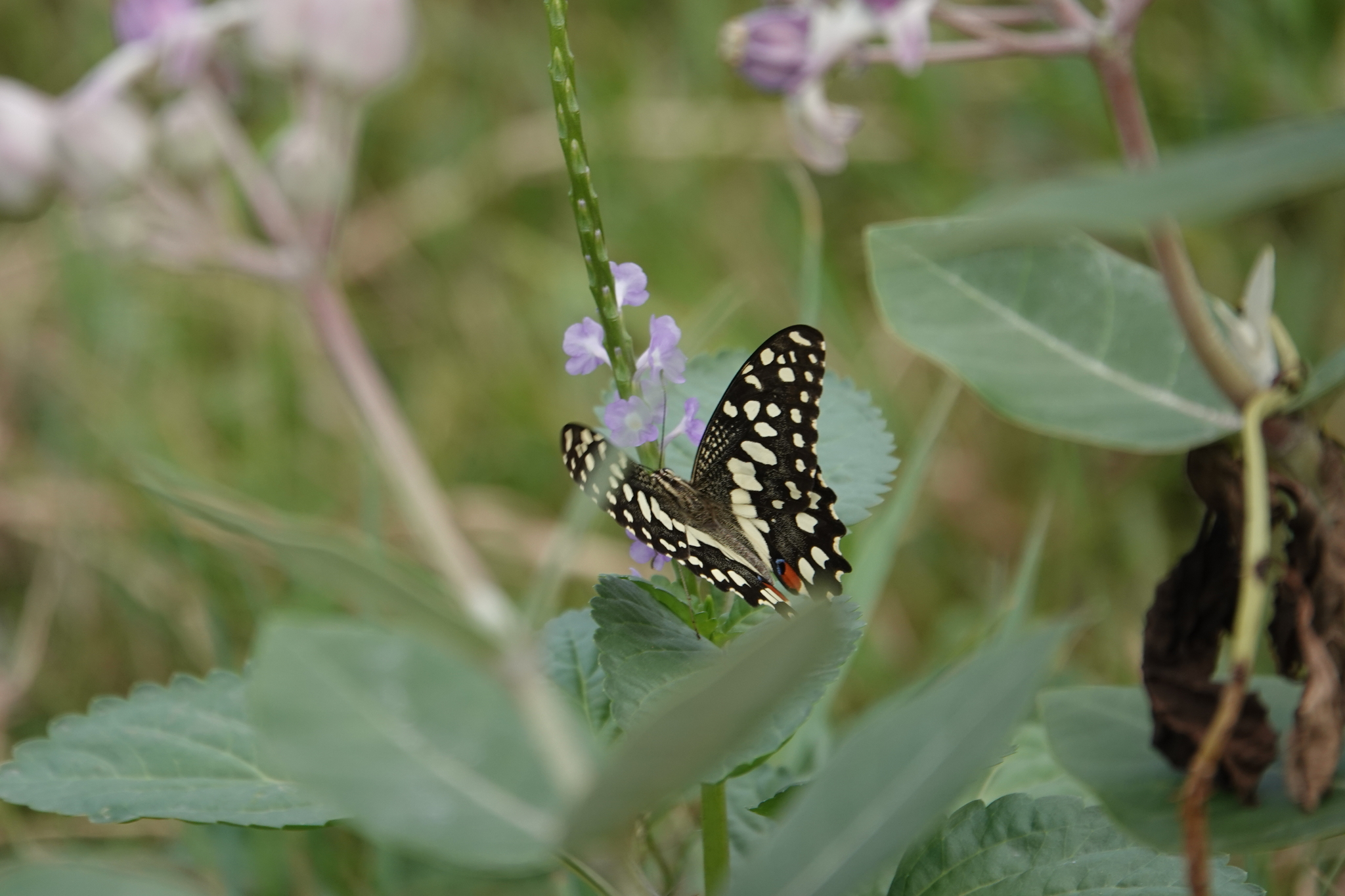 Lime Swallowtail