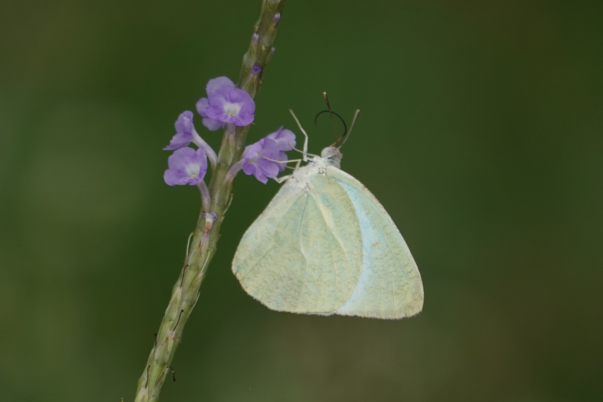 Mottled Emigrant