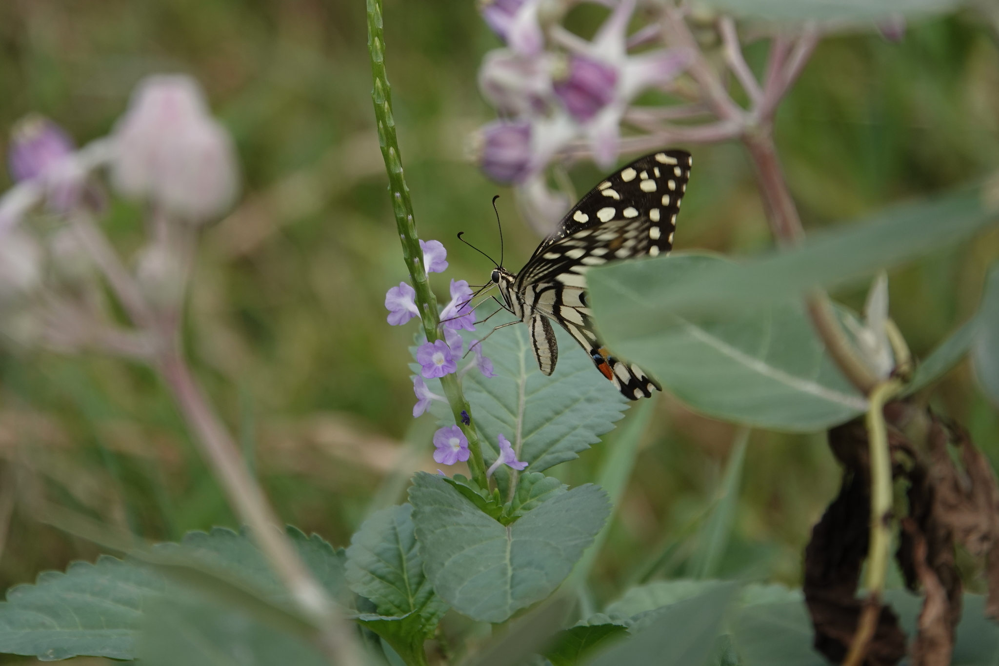 Lime Swallowtail