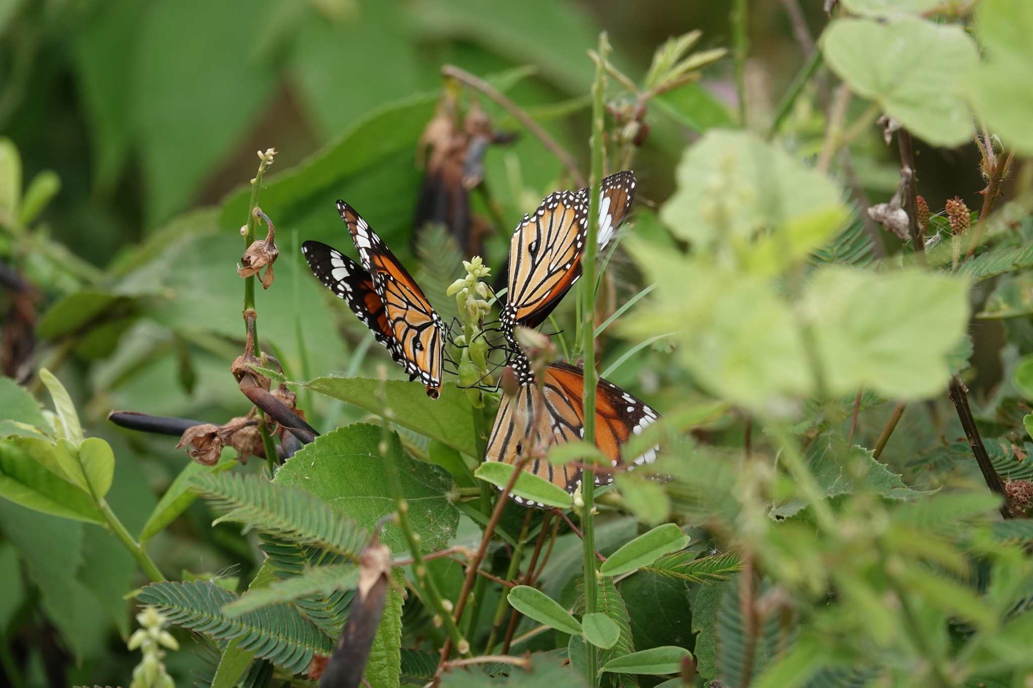 Striped Tiger