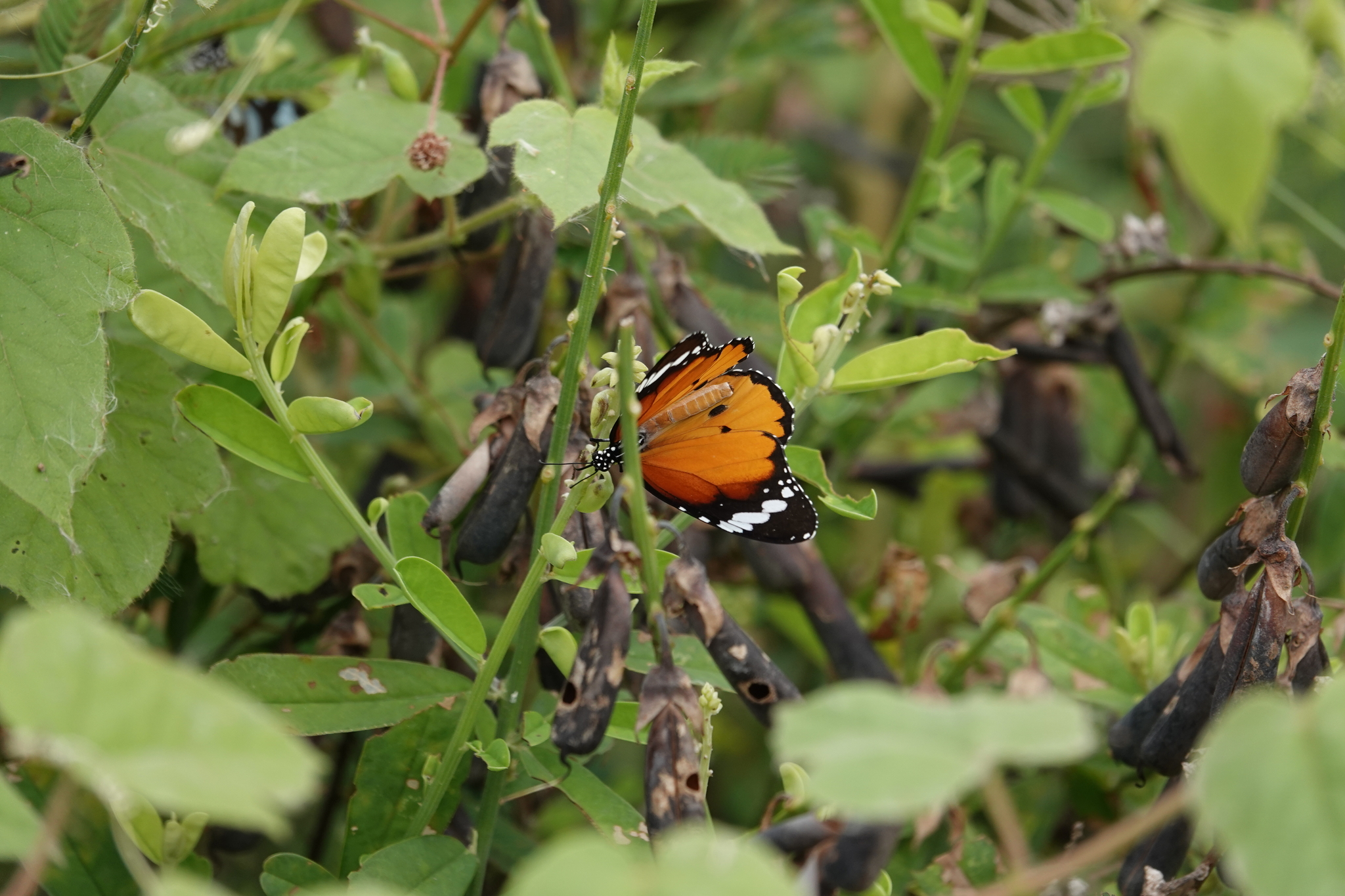 Plain Tiger