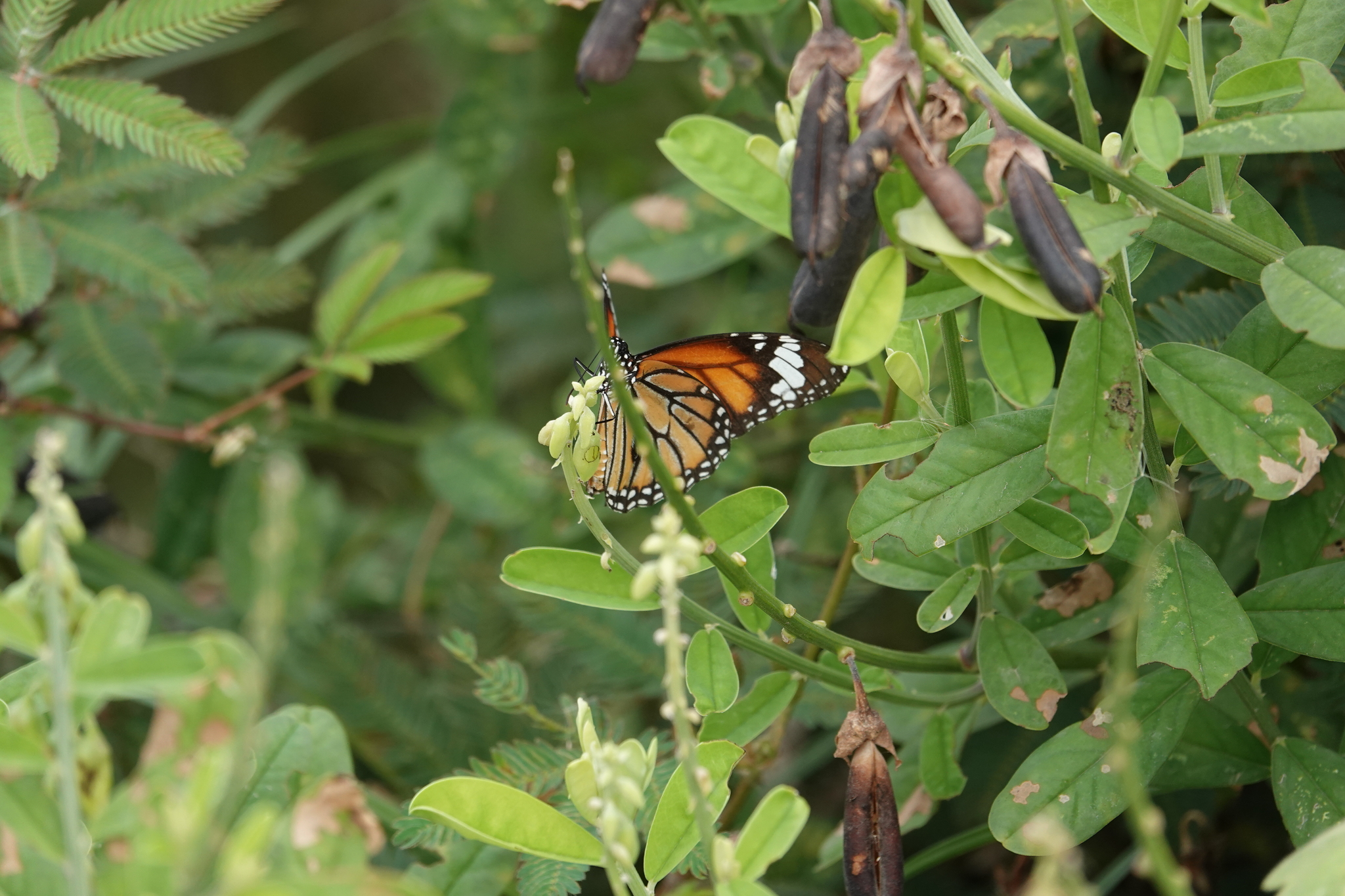Striped Tiger
