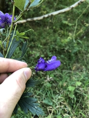 Aconitum variegatum