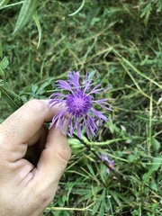 Centaurea phrygia