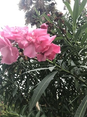 Nerium oleander