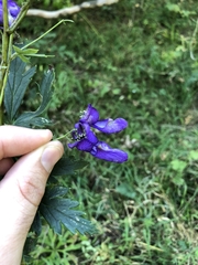 Aconitum variegatum