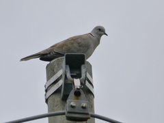 Streptopelia decaocto