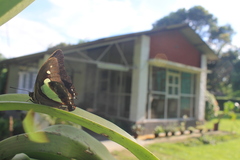Polyura