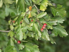 Crataegus macrocarpa