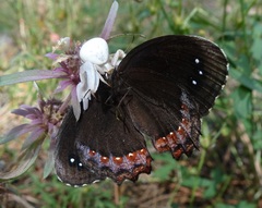 Gyrocheilus patrobas