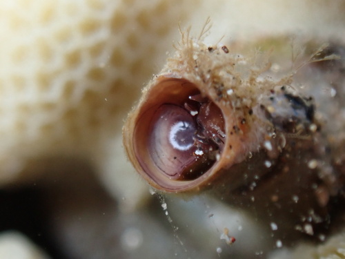 Petaloconchus keenae observed 2025-06-14
