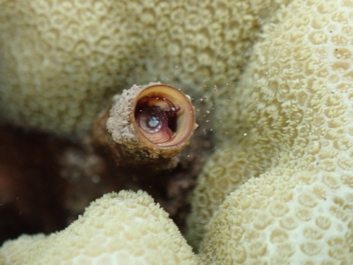 Petaloconchus keenae observed 2025-06-14